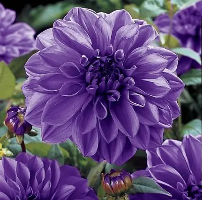 1 Dahlia * BLUE BOY * Tuber Decorative Flowering • £6.99