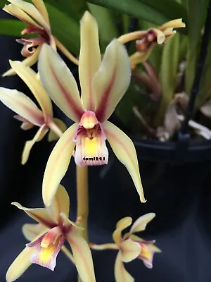 $50 • Buy Orchid - Cymbidium Finlaysonianum Species