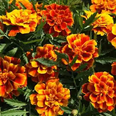 Flower Seeds Variety For Gardening Blooms Mixed Colors Fresh Growing Germination • $3.99