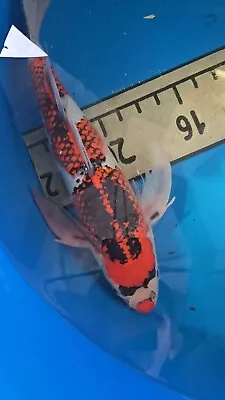 *Butterfly Goshiki 18in Japanese Koi Live Imported • $800