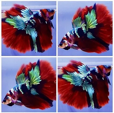 Stunning Halfmoon Koi  Male Betta Splend Beautiful Fish • £50