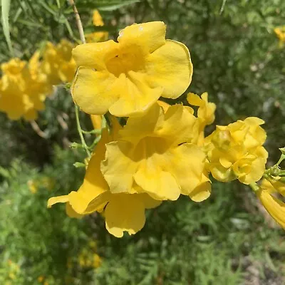 Tecoma Stans Plant Seeds Lot Of 1 Dozen (12) Arizona Yellow Bells Esperanza Gold • £6.42