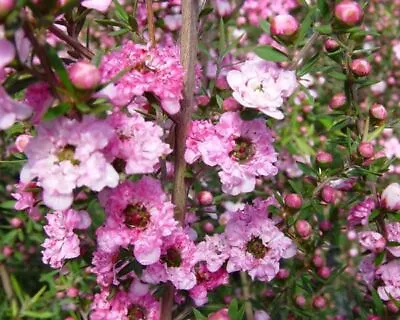 LEPTOSPERMUM ADRIANNE   . MANUKA  TEA TREE unusual. .SHRUB..9cm Pot • £8.99