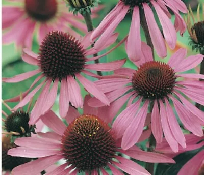 ECHINACEA SEEDS 'Echinacea Purpurea' 40 Seeds • $4.10