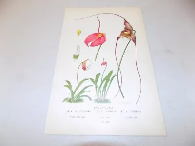 1897 Antique Floral Print  / MASDEVALLIAS ORCHID • $27.99