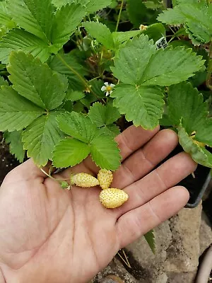 Yellow Wonder Strawberry Seeds Rare Organic Heirloom Vanilla Fruity Flavors! 🍓 • $5