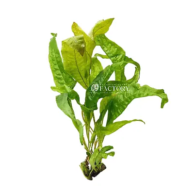 Java Fern Gold Sparkle | Aquarium Plants Factory® • $11.99