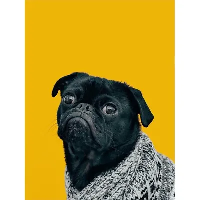 £10.99 • Buy Deluvio Pug Dog Puppy In Sweater Wall Art Print