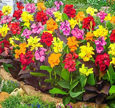 Canna Indica Large Flowered Mix 14 Seeds +FREE  REUSABLE PLANT LABEL • £1.99