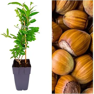 £22.99 • Buy Hazel Tree (Corylus Avellana) In 19cm Pots. White Hazelnut Tree 55cm Multi Stems