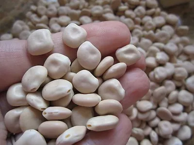 Sweet Lupino Bean Italian Lebanese Gourmet Bean Rare Heavy Cropper 20 Seeds • £2.79