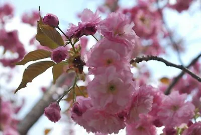 Japanese Cherry Blossom Seeds - Prunus Serrulata - Sakura Tree - 10/15/25 Seeds • $7.95