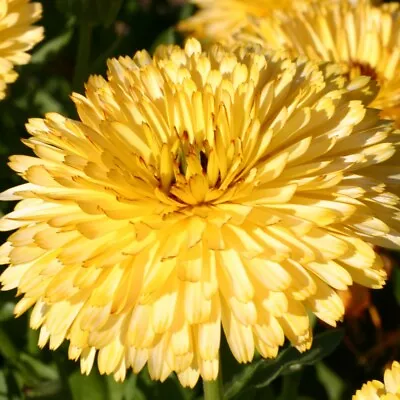 Calendula Lemon Cream Hardy Annual Flower Plants 1 Packet Of 150 Seeds T&M • £3.99