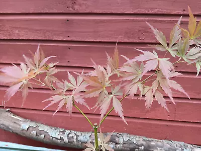 Acer Palmatum  Autumn Glory In 9cm Pot  Maple • £15.75