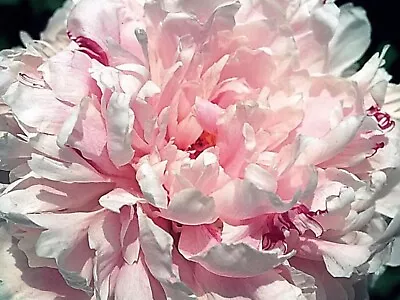 Cottage Garden Fragrant Sarah Bernhardt Peony Tuber Plant Hardy Perennial (M) • £7.99