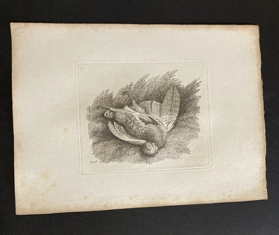 £9.99 • Buy Etching By Samuel Howitt BIRD