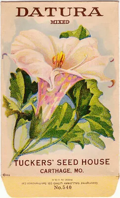  DATURA  Vintage Flower Seed Packet 1918  NO SEEDS  Original LITHOGRAPH • $8