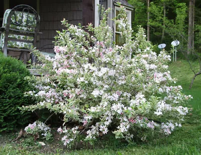 WEIGELA   'Variegata' • $6.95