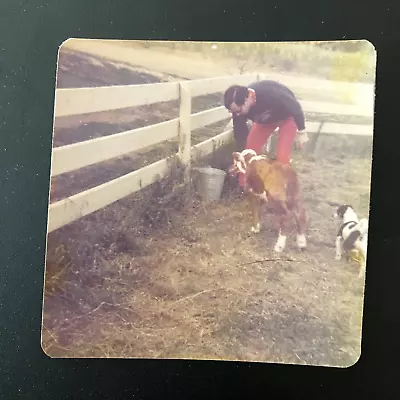 VTG Snapshot Photo 1970s Man Feeding Baby Calf Cow Ranch Rancher With Little Dog • $3.99