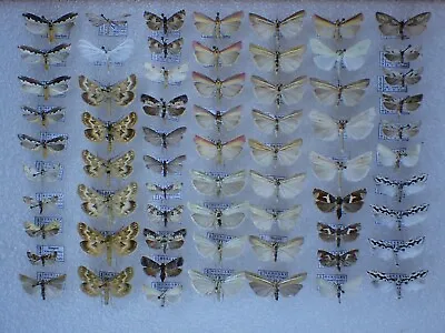 66 Micro Moth Pyralidae Crambidae • $65.99