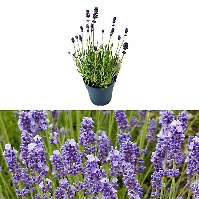 £8.99 • Buy Lavender 'Melissa Lilac' - 9cm Pot Ready To Plant - Summer Colour Plant