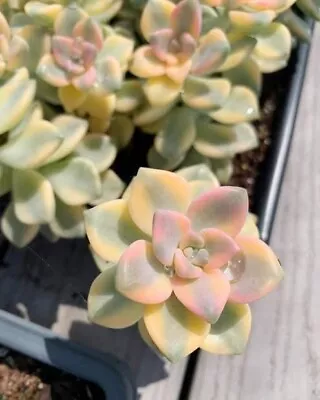 Graptopetalum Tituban Succulent Seeds X30 • $19.95