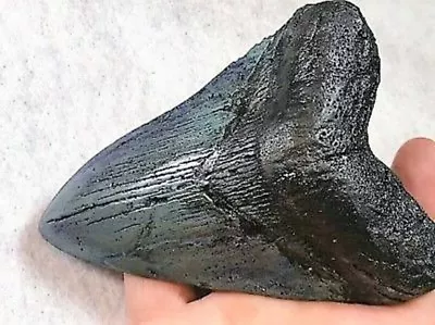 5 Inch Real Megalodon Shark Tooth Big Fossil Giant Genuine Prehistoric Meg Teeth • $249.95