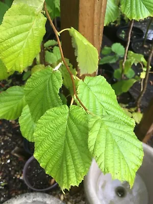 £25 • Buy Corylus Avellana Hazel 7 Ft Young Nut Tree 5L Pot COLLECTION ONLY