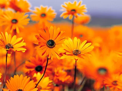   25 Wild Pot Marigold Seeds Non-GMO.Wild Collected.organically Grown.Medicinal  • $2.48