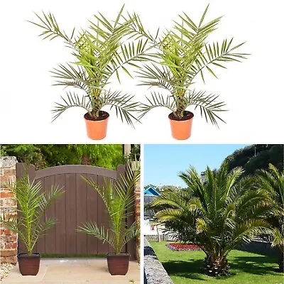2 Exotic  Hardy Phoenix Palm Trees | Patio Plants Perfect For Gardens Or House • £30.99