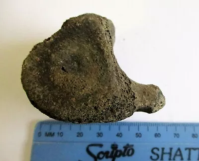 Fossil Whale Vertebra Bone -  North Sea 92g 58mm • £29