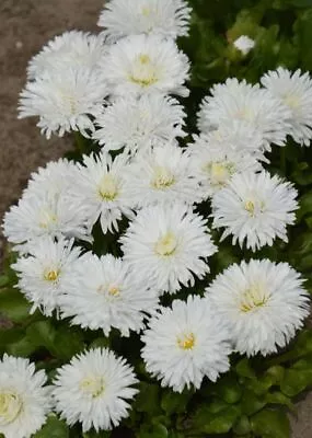 Bellis Perennis Ave (white) Large Flowered  • £11.99