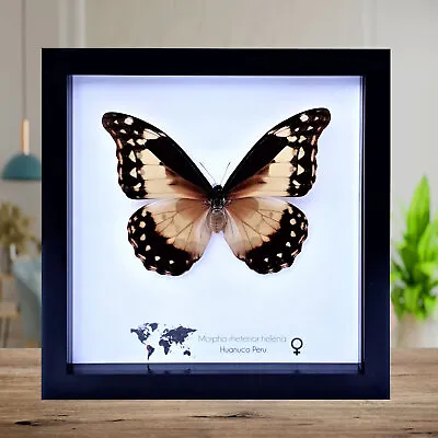 Morpho Rhetenor Helena Morpho Rhetenor FEMALE Framed 8  X 8  • $106.92