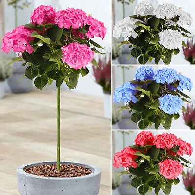 Hydrangea Macrophylla Tree Collection | Potted Lollipop Trees For Small Gardens • £32.99