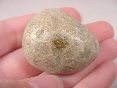 (F832-N) Polished Petoskey Stone ANCIENT Coral Specimen Michigan State Rock • $14.99