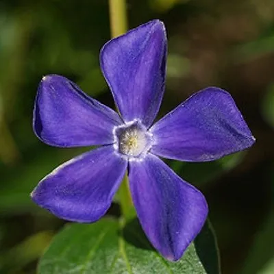 40+ Fragrant Blue Vinca  Flower Seeds / Annual  • $4.89