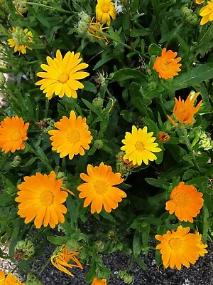 Calendula Mix Organic Seeds; Orange &Yellow Flowers Easy Cottage Garden Flower • £1.09