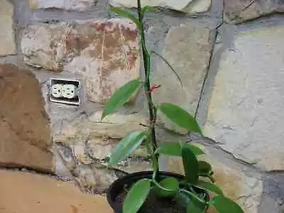 Vanilla Planifolia Verigated 6  Long (rooted Plant)  • $10