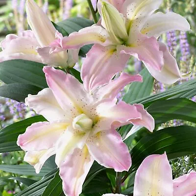 Lilies SOFT MUSIC X3 Bulbs Lilly Ready To Plant • £13.95