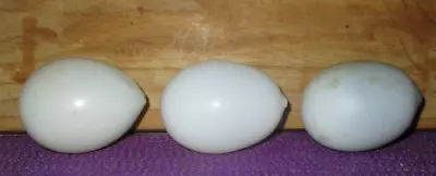 3 Extra Large Antique Milk Glass Hand Blown Training Nesting Laying Chicken Eggs • $29.99