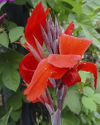 Canna Black Knight Perennial In A 17cm Pot. Dark Foliage • £14.99