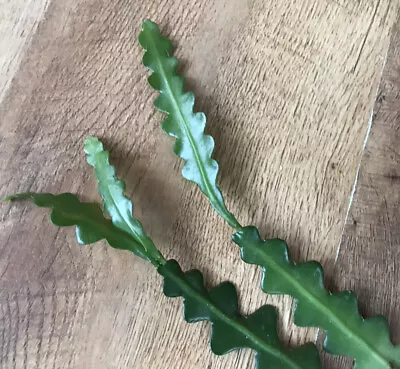 £5.95 • Buy 2 X Epiphyllum Zig Zag | Fishbone Cactus | Succulents | Rooted Plants