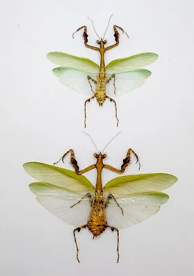 Mantidae - Ephippiomantis Ophirensis (Pair) - Tapah Hills Malaysia (EO85) • $35.98