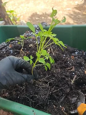 American Elderberry Sambucus Canadensis Live Plant Fully Rooted • $12.99