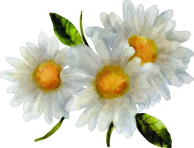 Watercolor Daisy Flower Sticker Decal - Decor Vinyl - A1307 • £3.99