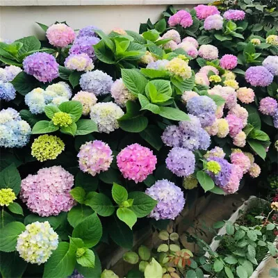 20pcs/pack Hydrangea Seeds Flowers For Planting Home Garden Decor Choose • $3.35