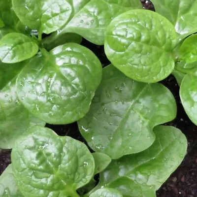 3 X 200+Malabar Spinach Mong Toi Poi Sang Ceylon Seeds Easy Grow 200++多粒大圆叶木耳菜 • $4.99