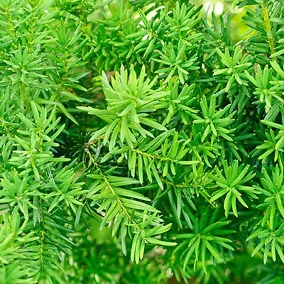 10 YEW Taxus Baccata SAPLINGS 5-15CM - BARE ROOTED BONSAI EVERGREEN DUG TO ORDER • £23.72