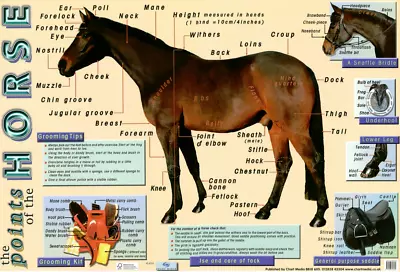The Points Of A HORSE POSTER - Detailed Information Poster 60x40cm • £5.99
