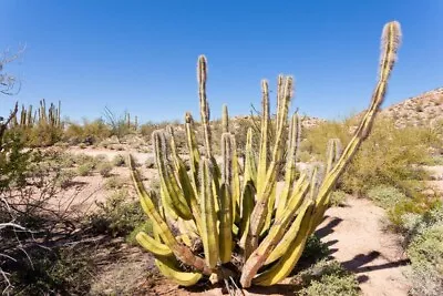 Lophocereus Schottii 50 Seeds - Senita Cactus • $9.90